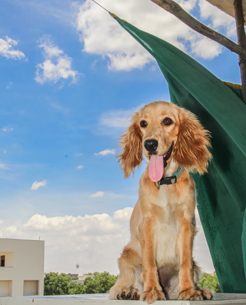 MGM Veterinary Hospital — Photo 4