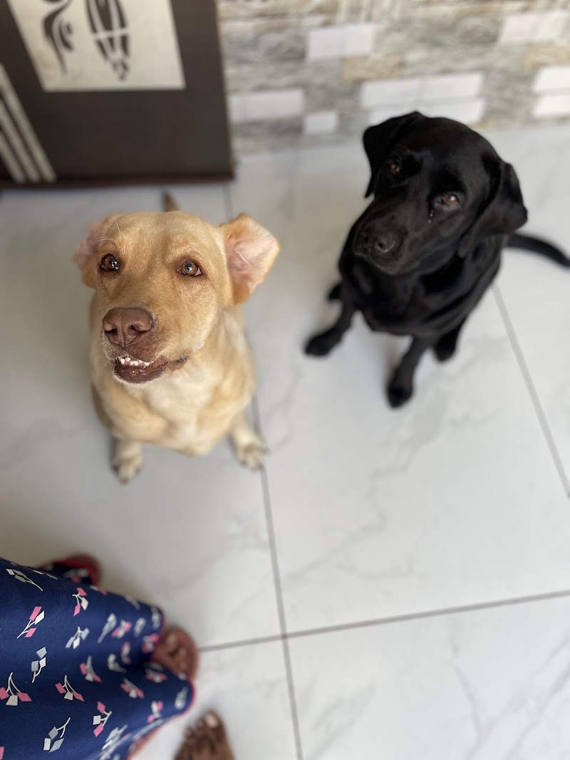 Mikey dog house — Photo 3