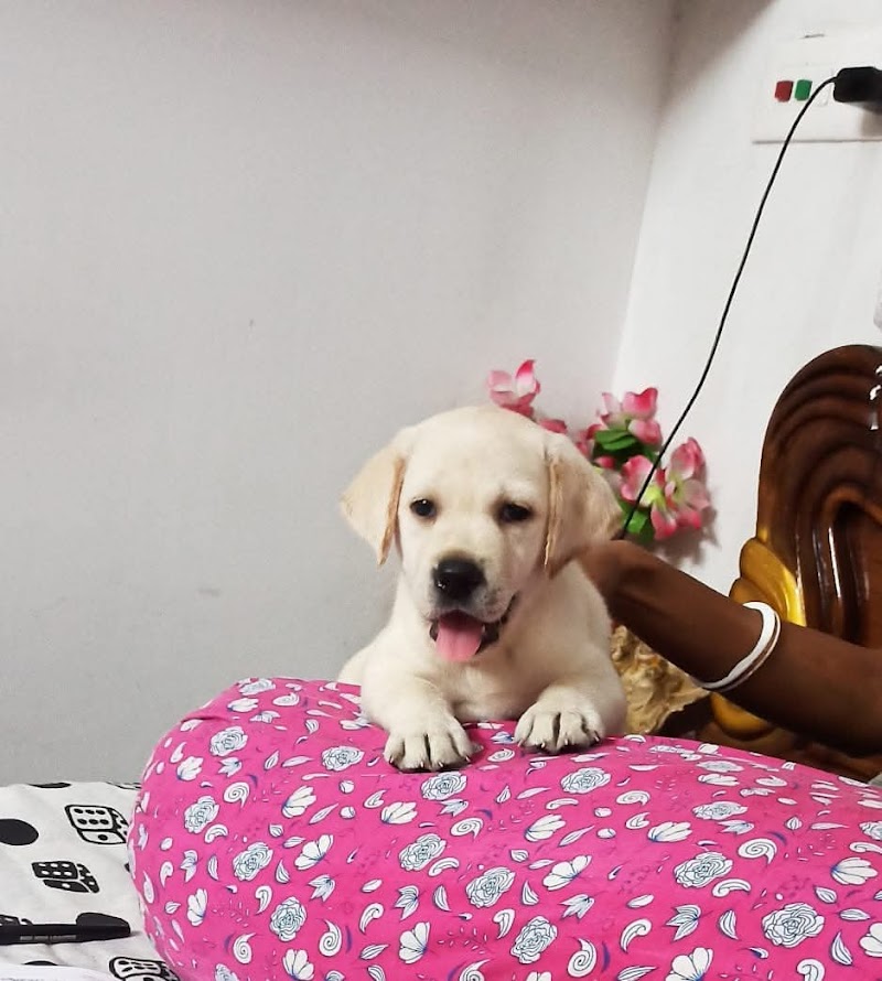 Minakhis Labradors and Shihtzu