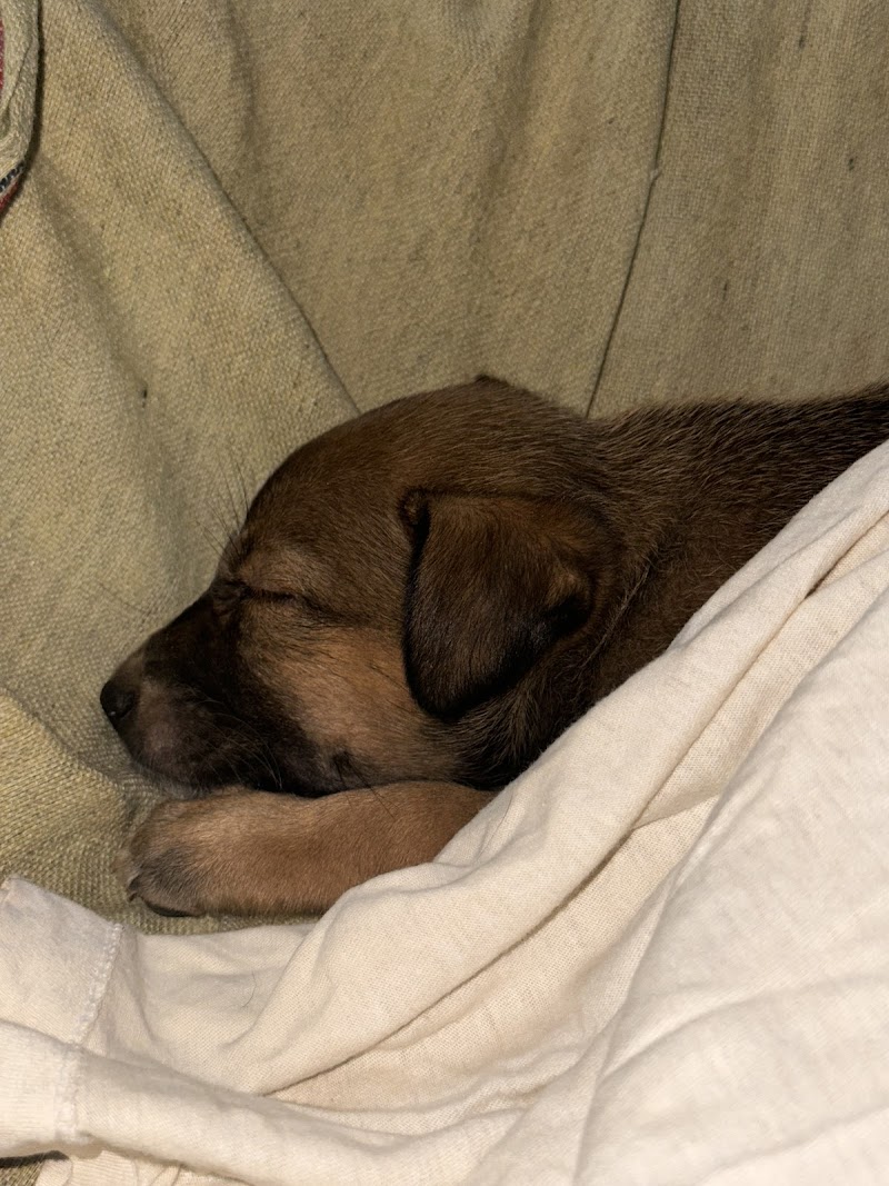 mission zero hubballi trust