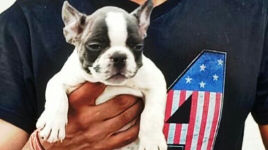 Mister Dog Pet Shop — Photo 2