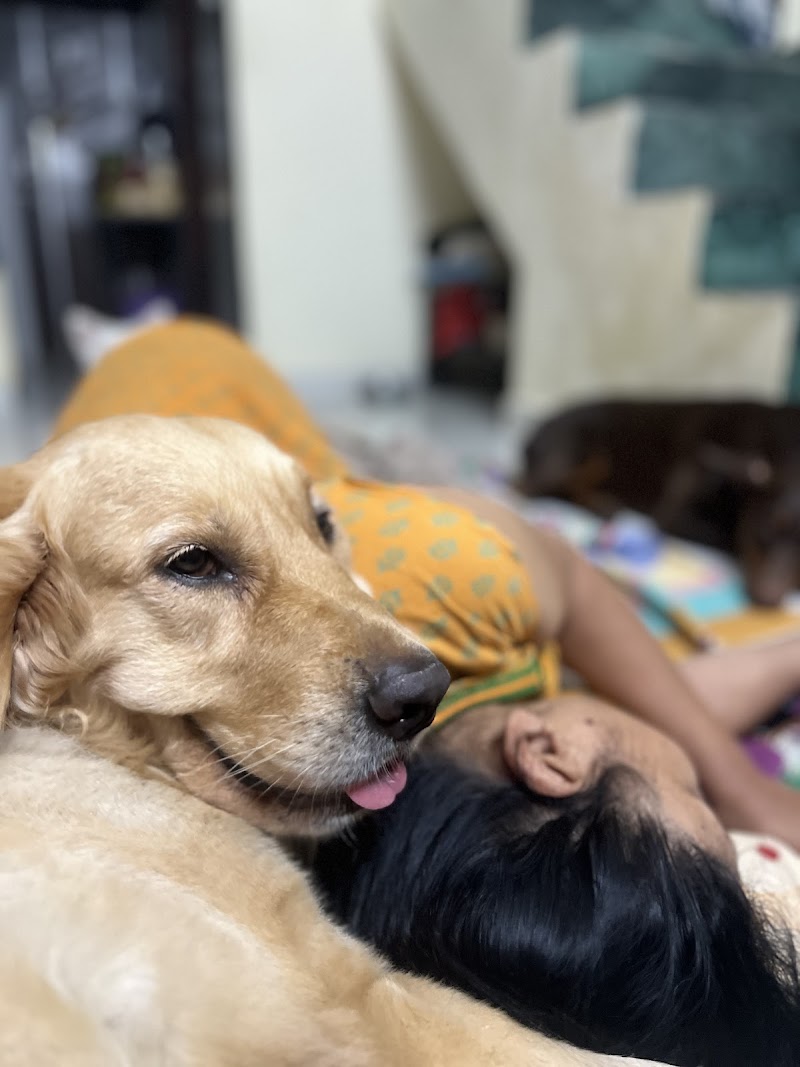 momma dog boarding — Photo 2