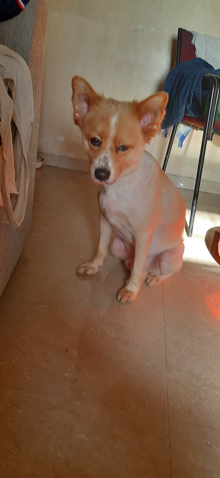 momma dog boarding — Photo 3