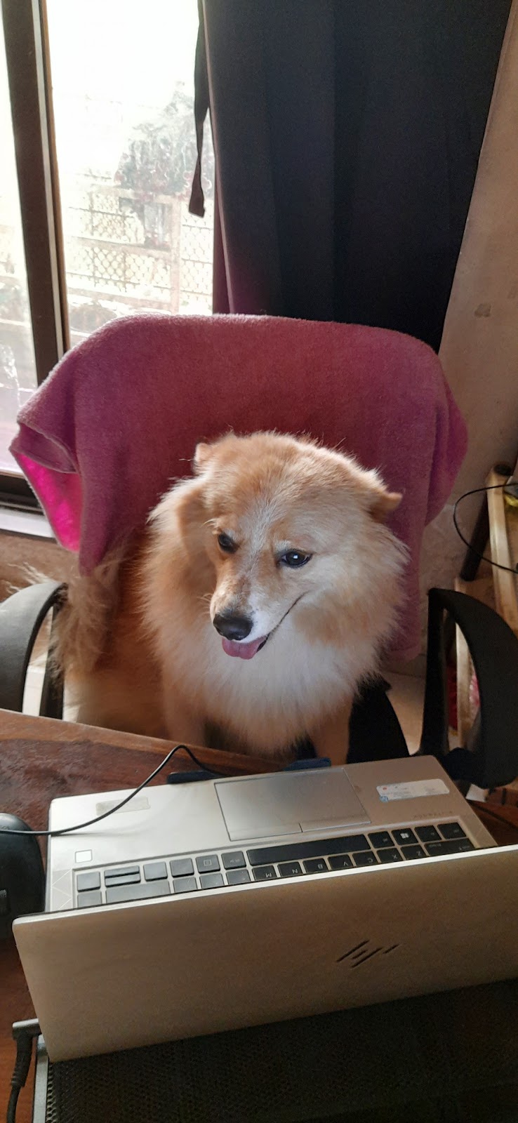 momma dog boarding — Photo 4