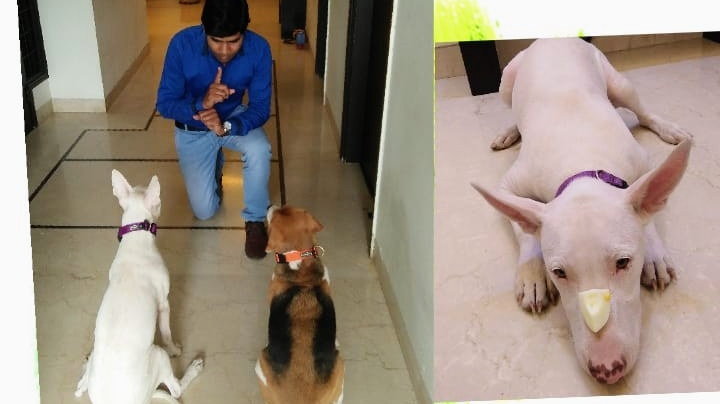 MS Dog Training and boarding house