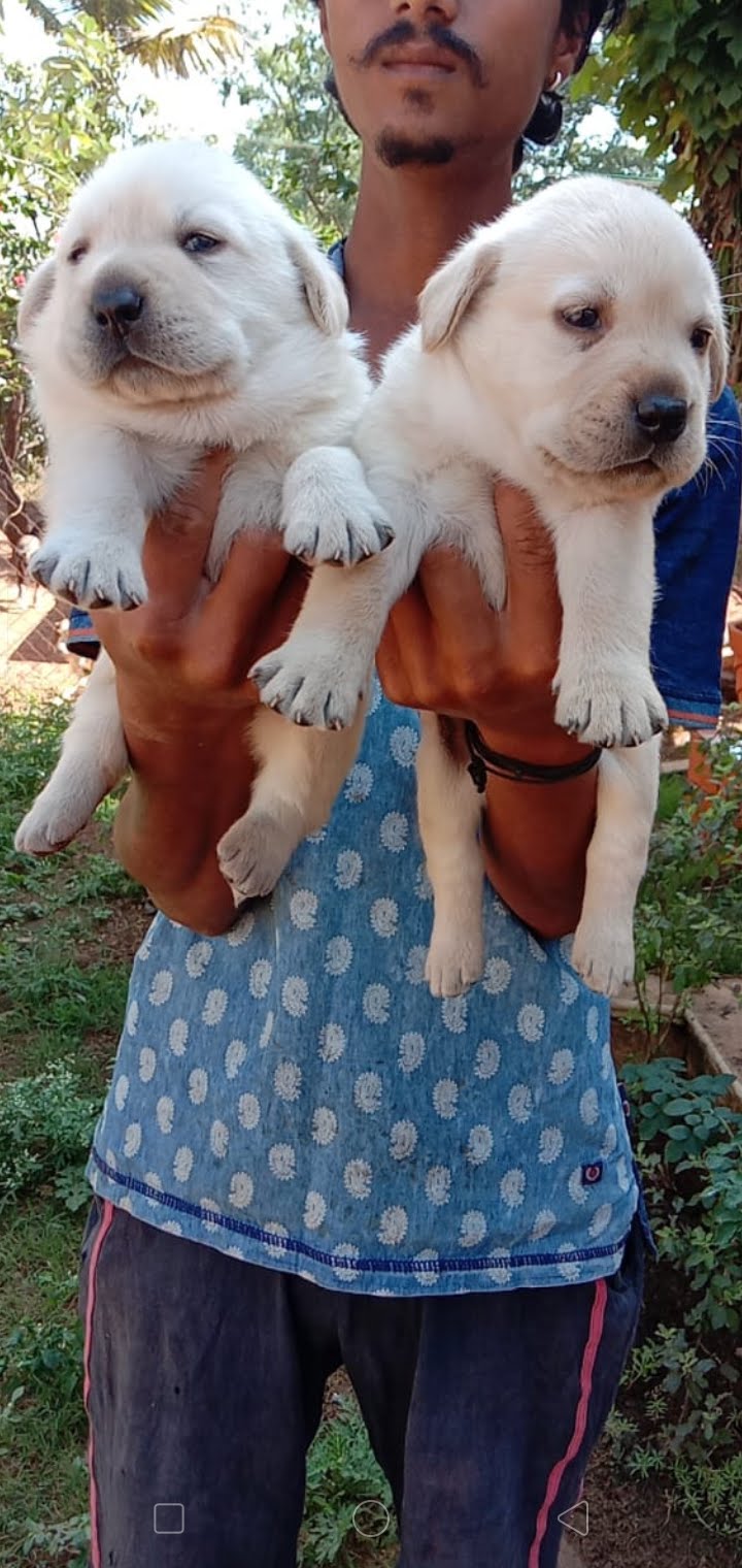 My Kennel — Photo 3