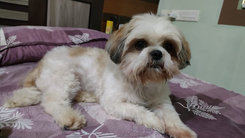 my pet clinic & spa payyanur — Photo 3