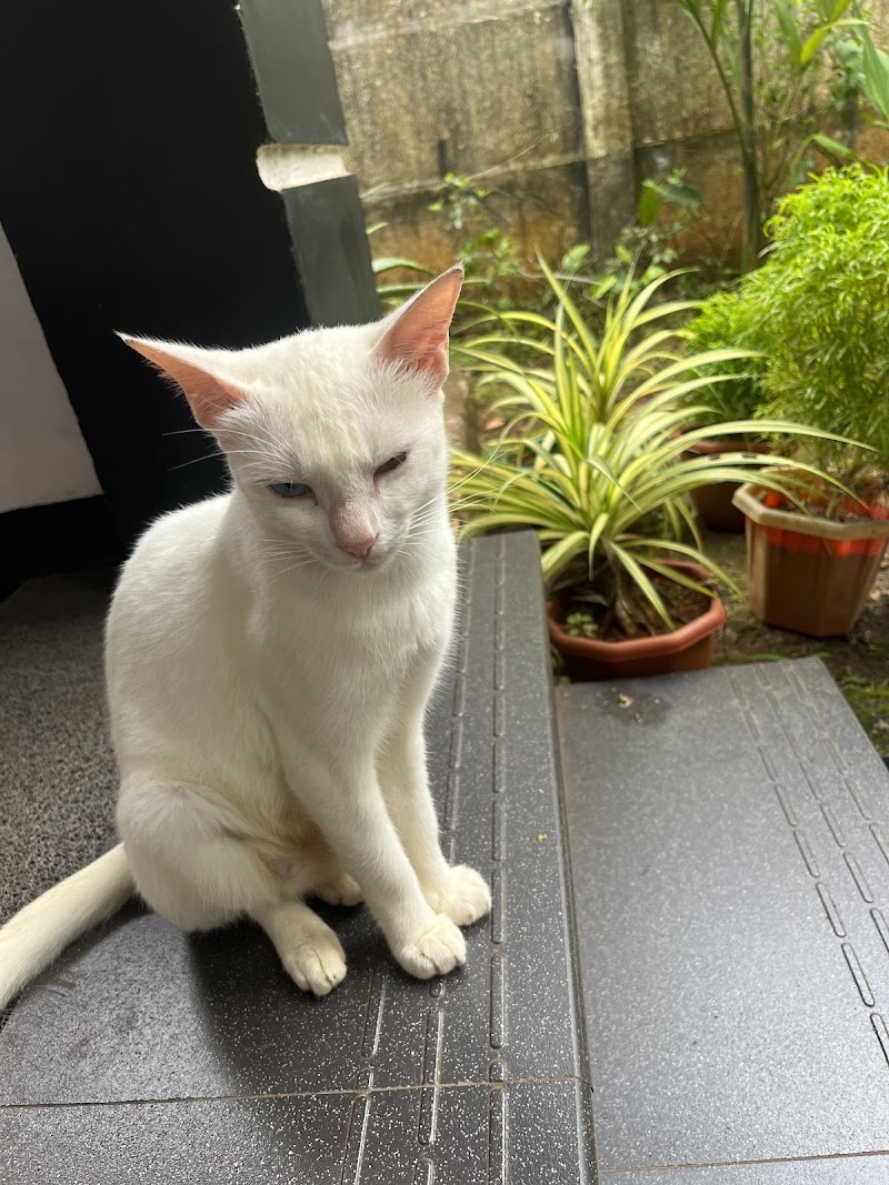 my pet clinic & spa payyanur — Photo 4