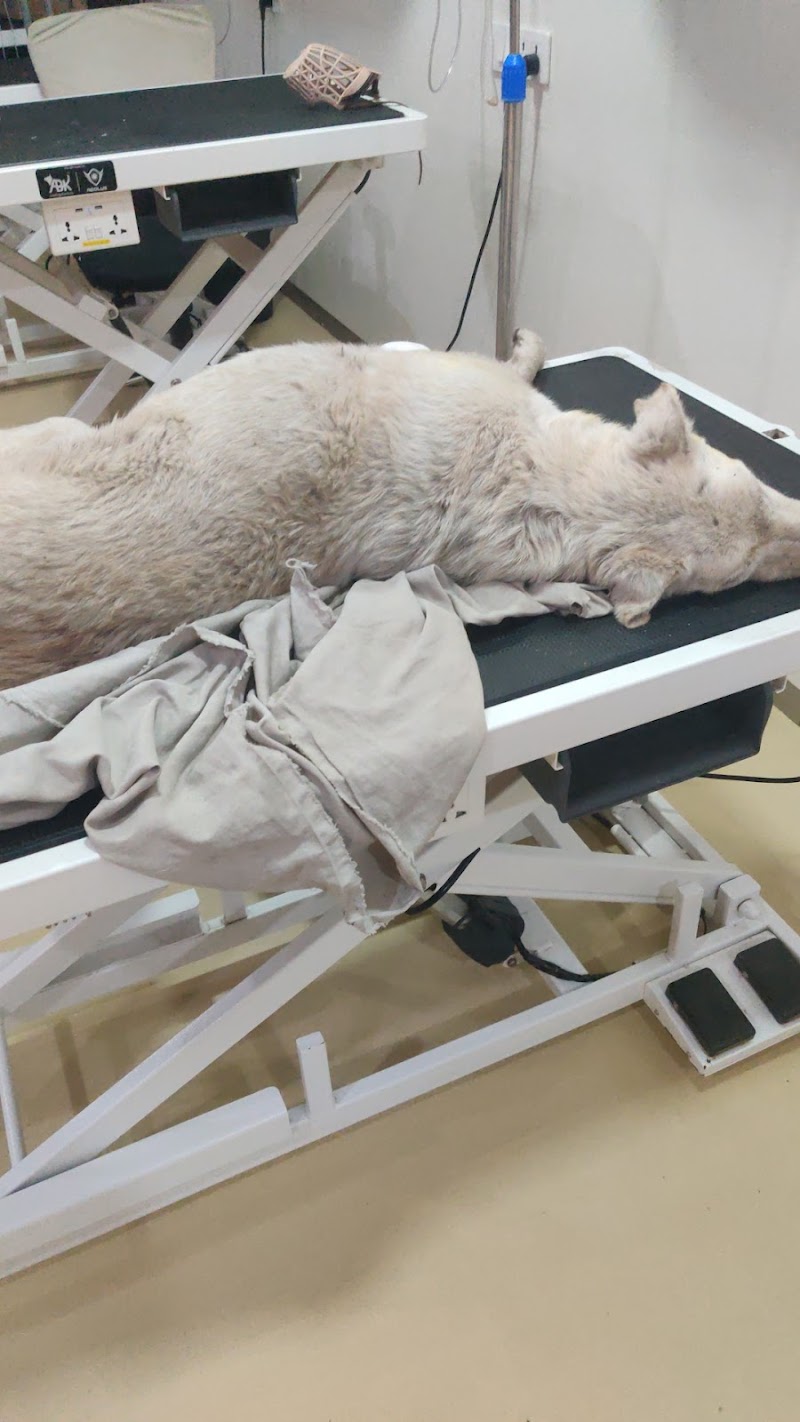 MYRA PET CLINIC & SURGERY CENTRE — Photo 3