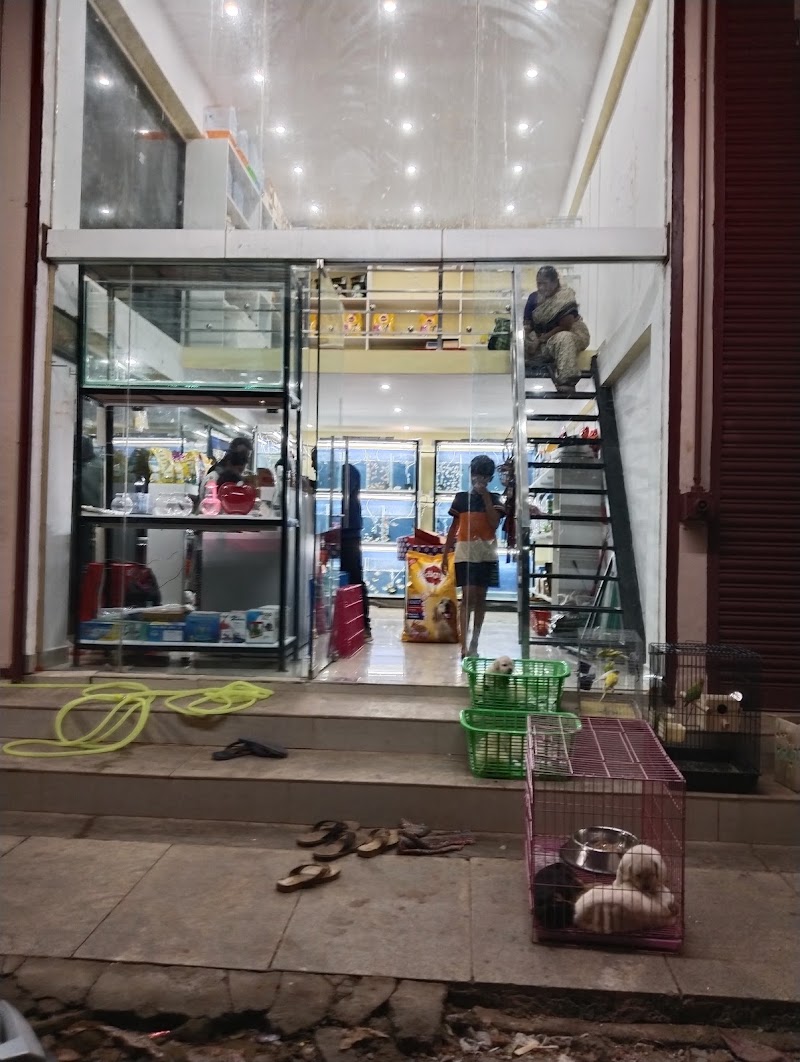 Mysore golden pet shop