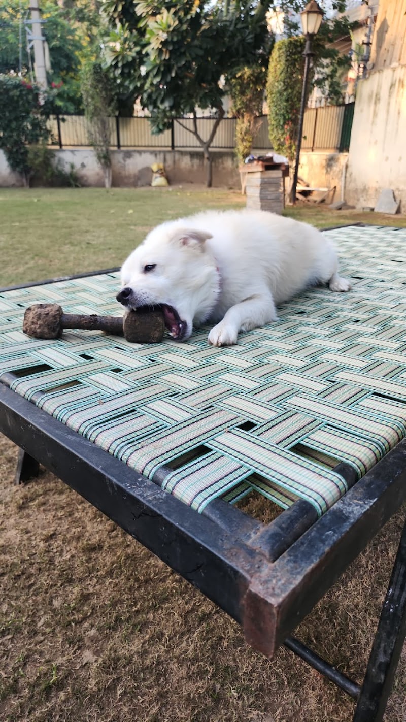 Naanke pet boarding And Day Care Services — Photo 2