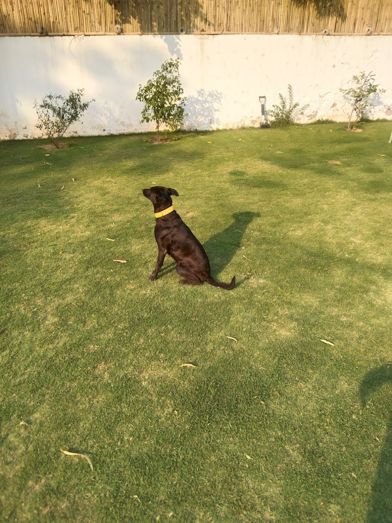 Naanke pet boarding And Day Care Services — Photo 4