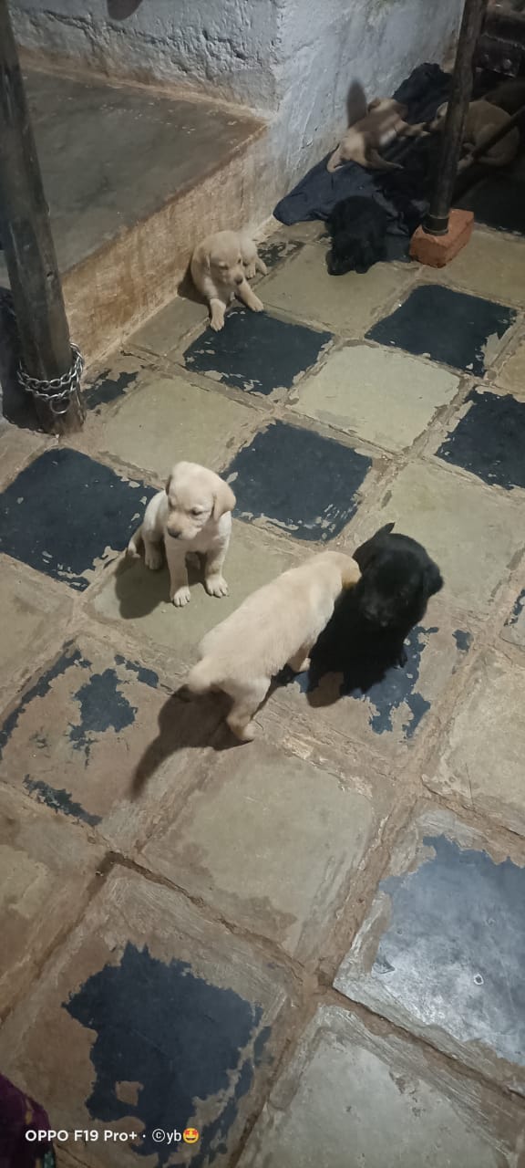 Nelson's happy Paw's