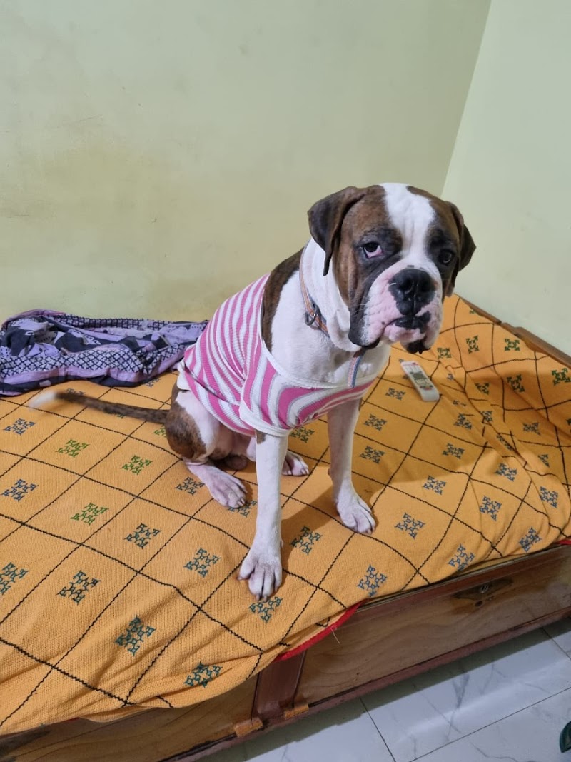 Nelson's happy Paw's — Photo 2