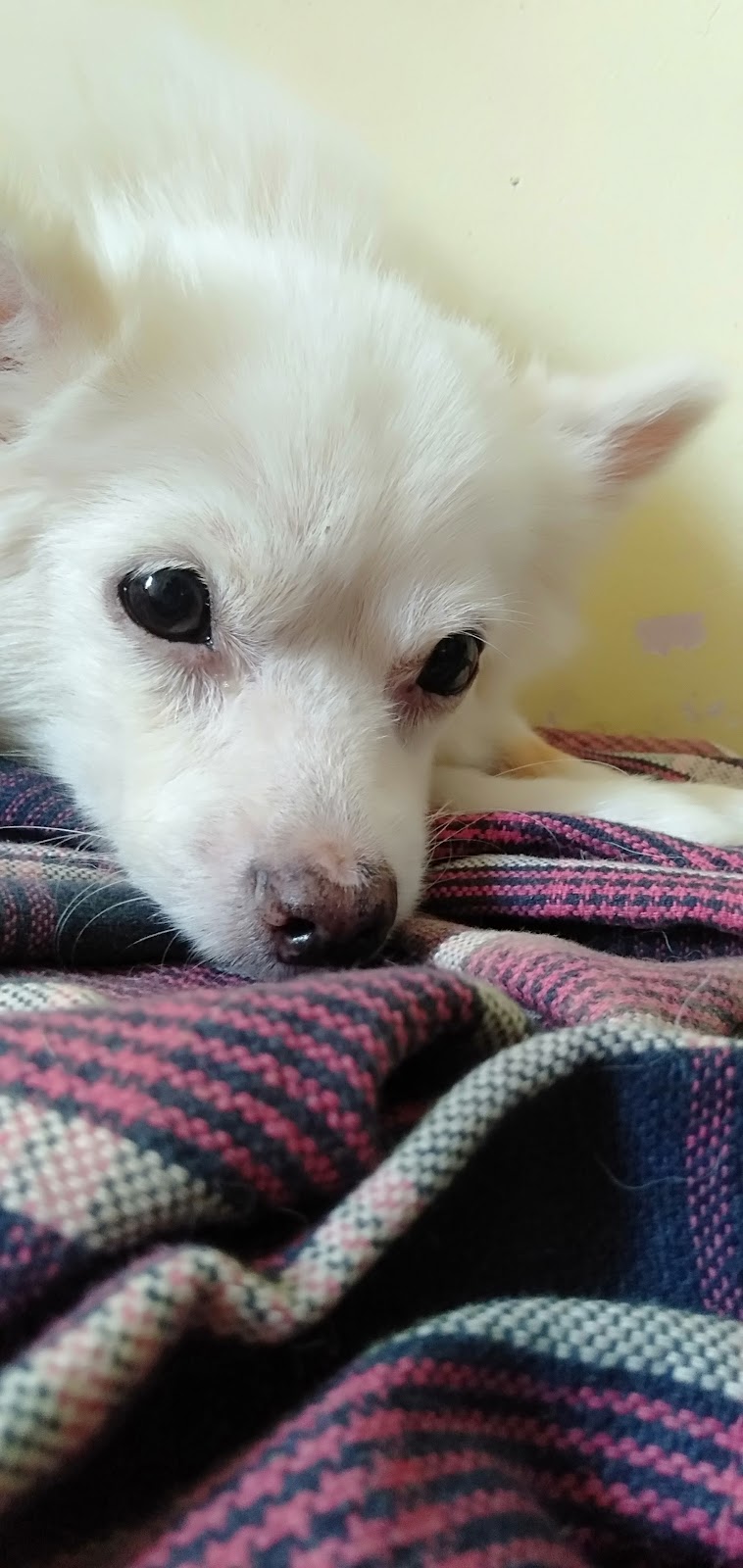 Nelson's happy Paw's — Photo 3