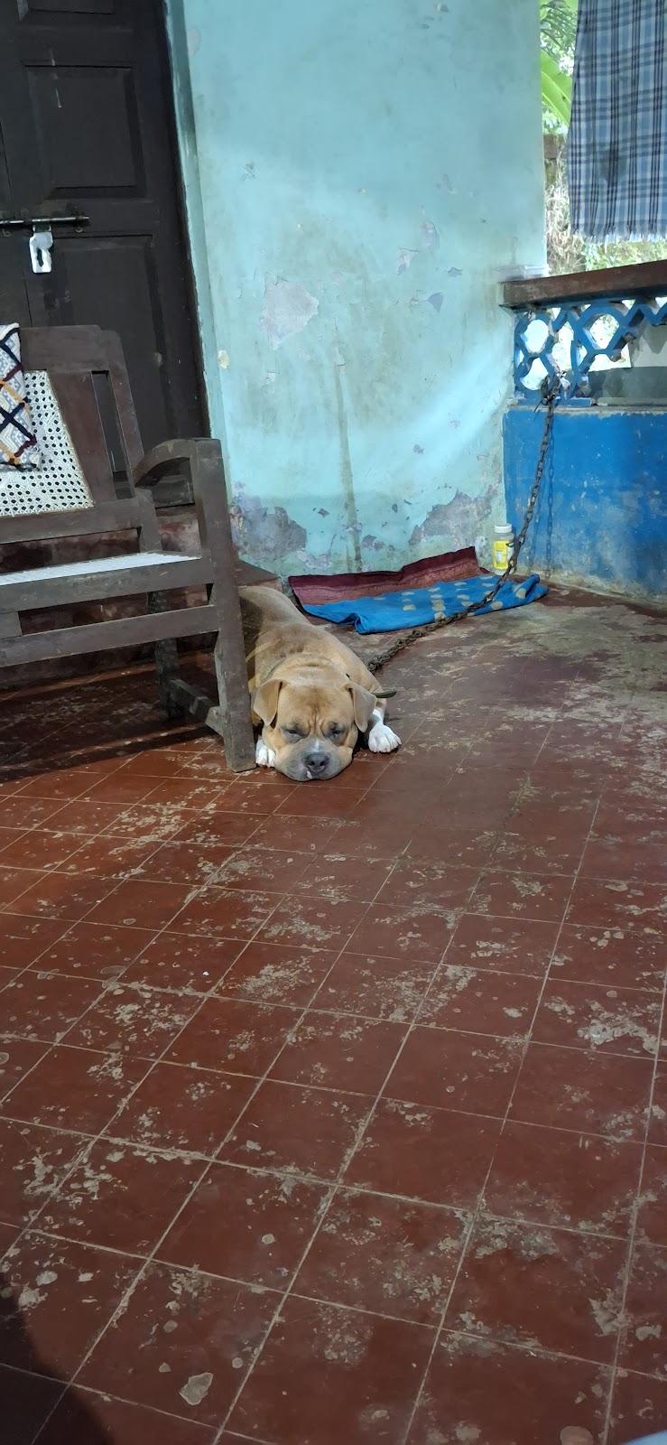 Nelson's happy Paw's — Photo 4