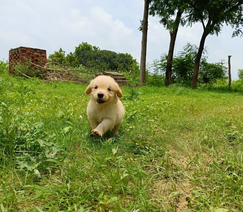 New Deepak Medical Hall — Photo 3