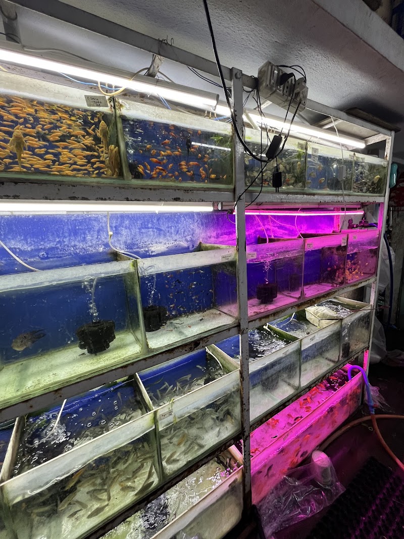 New Golden Aquarium — Photo 2