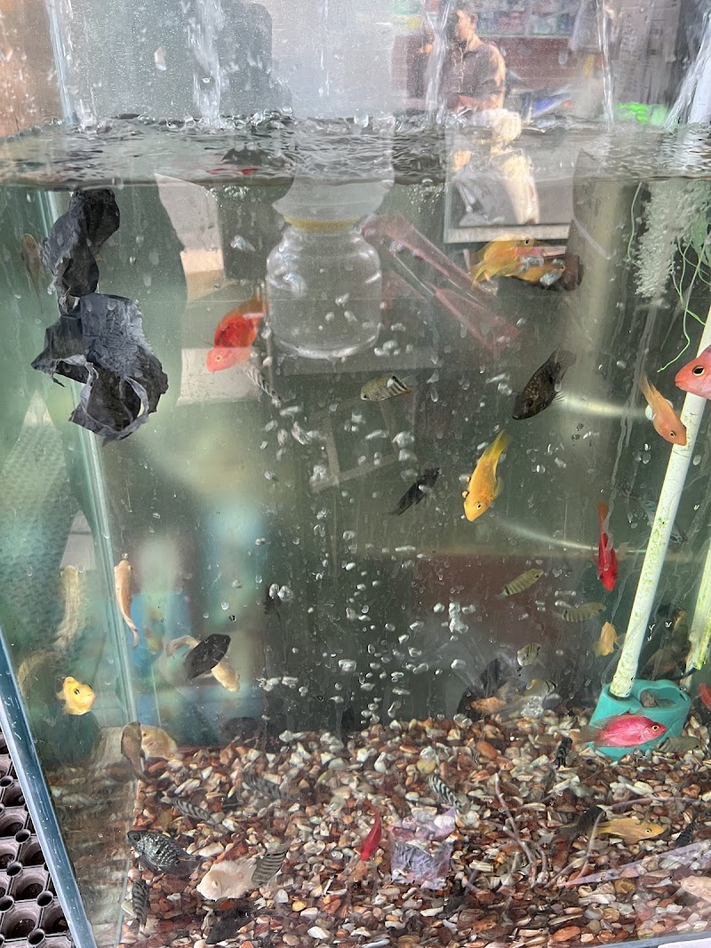 New Golden Aquarium — Photo 3