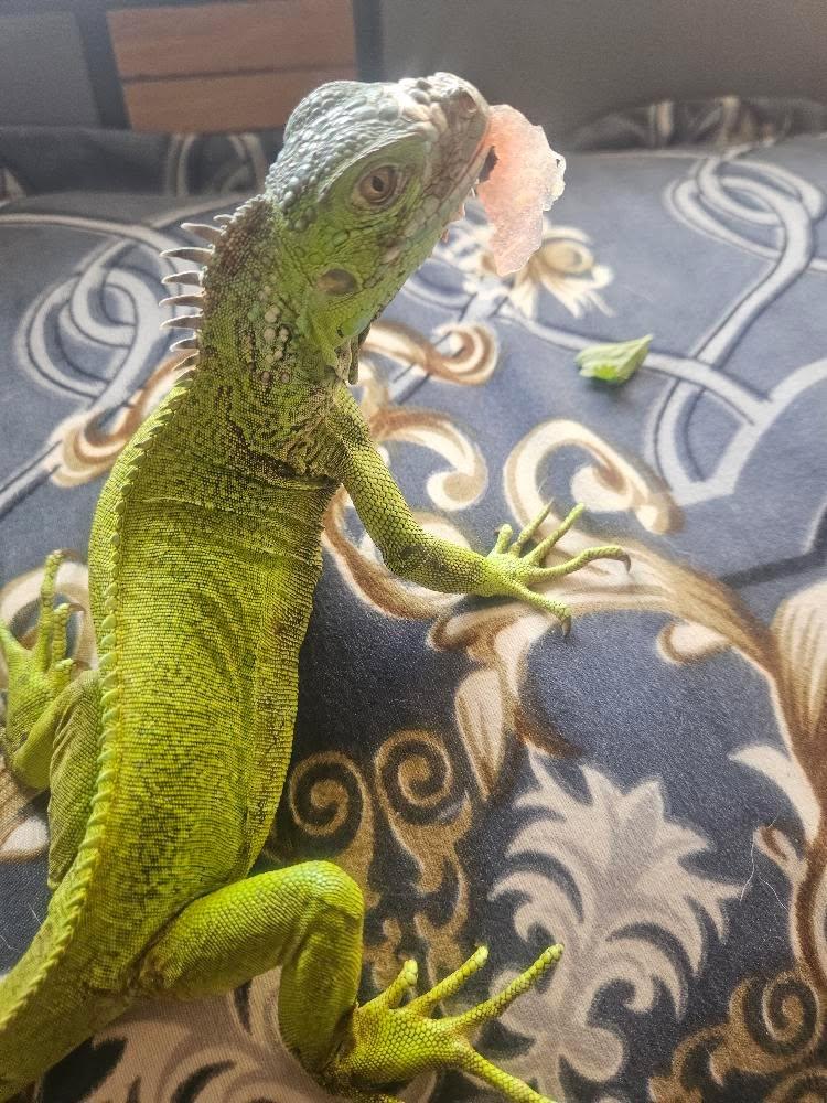 new royal pet shop — Photo 4