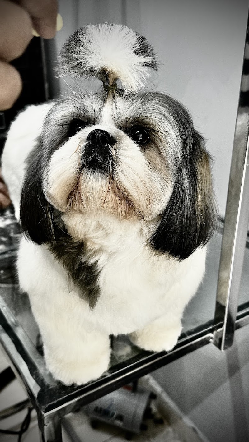 NICKY PET SPA AT HOME GROOMING SERVICE