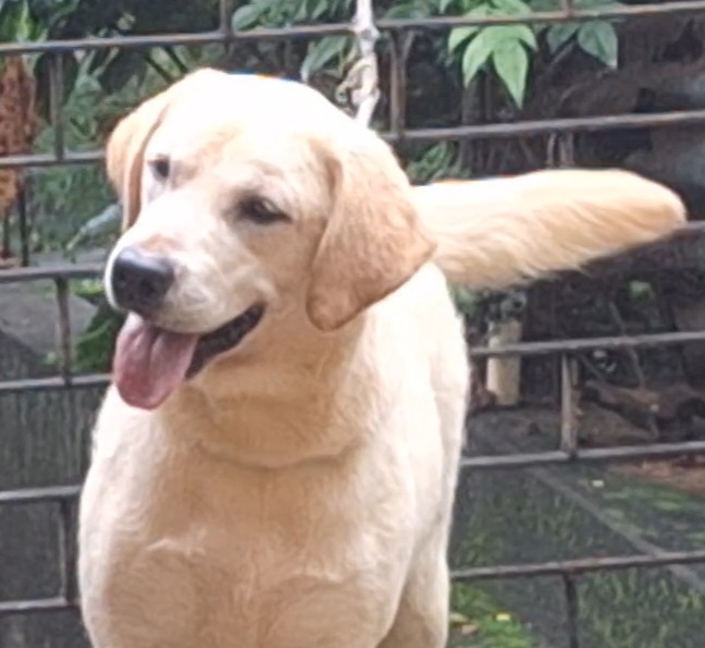 NILACHAL RETRIEVERS KENNEL.WE BREED TOP QUALITY LABRADORS,GERMAN SHEPHERD )