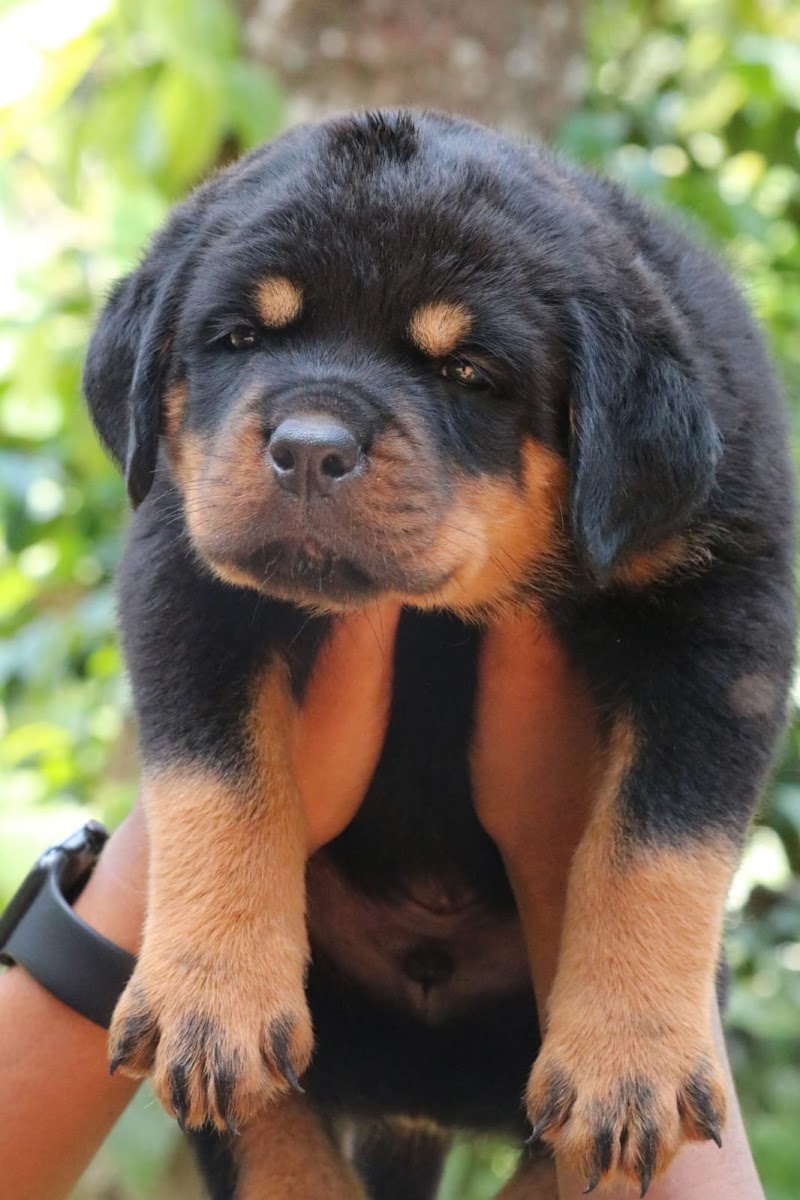No.1 pet seller madurai — Photo 2