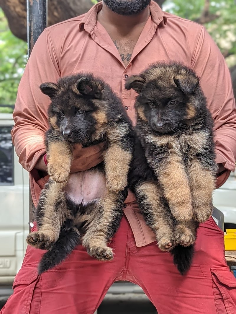 No.1 pet seller madurai — Photo 3