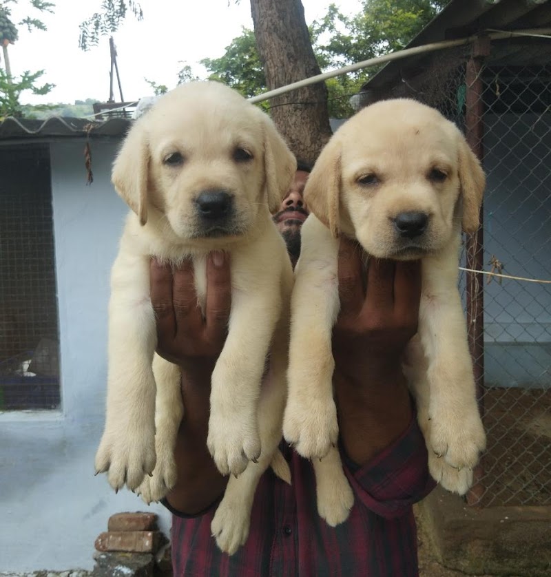 No.1 pet seller madurai — Photo 4