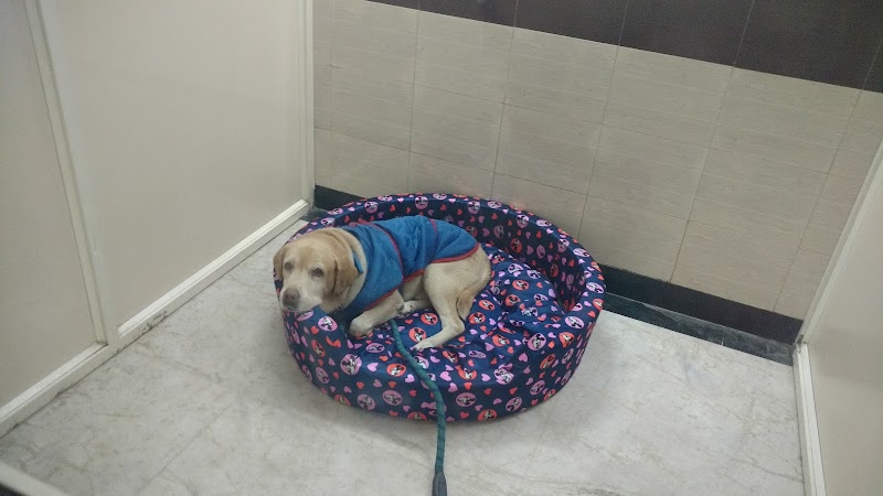 Noida Pet Clinic Superspeciality — Photo 3