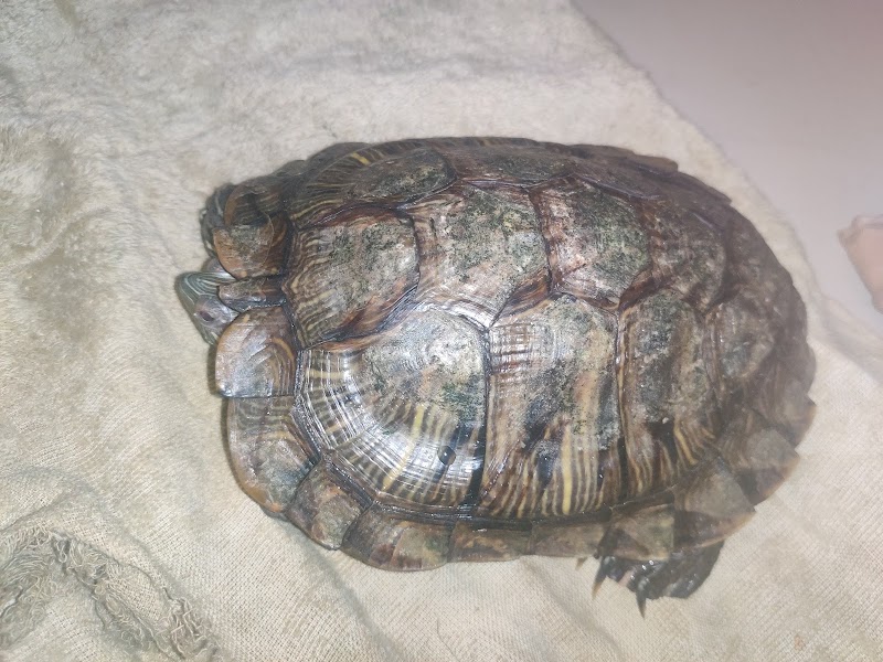 Noida Pet Clinic Superspeciality — Photo 4