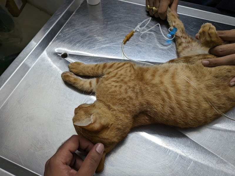 O-PAW PET CARE CENTER — Photo 4