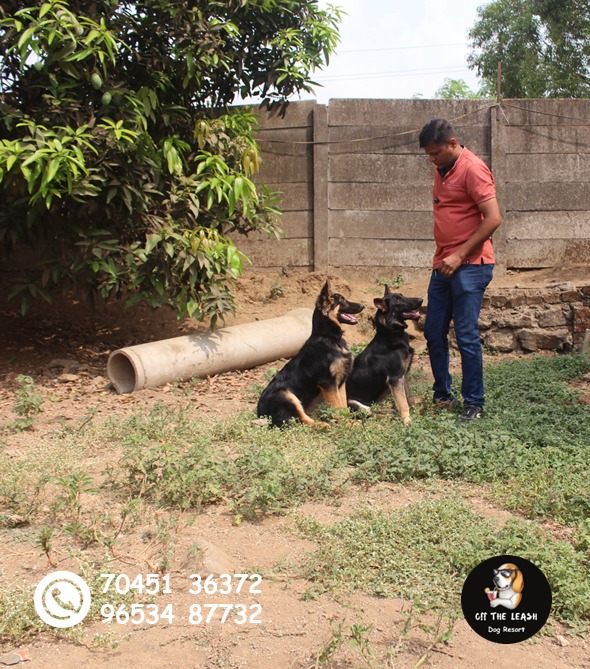 Off the Leash Dog Resort — Photo 2