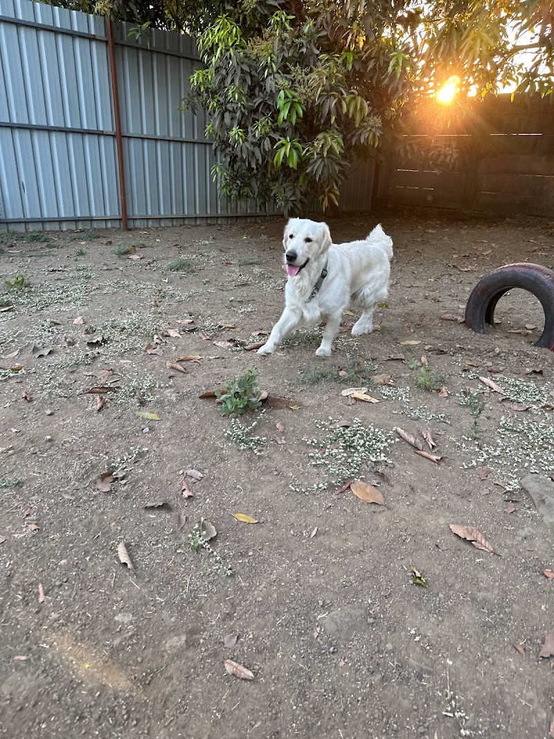 Off the Leash Dog Resort — Photo 3