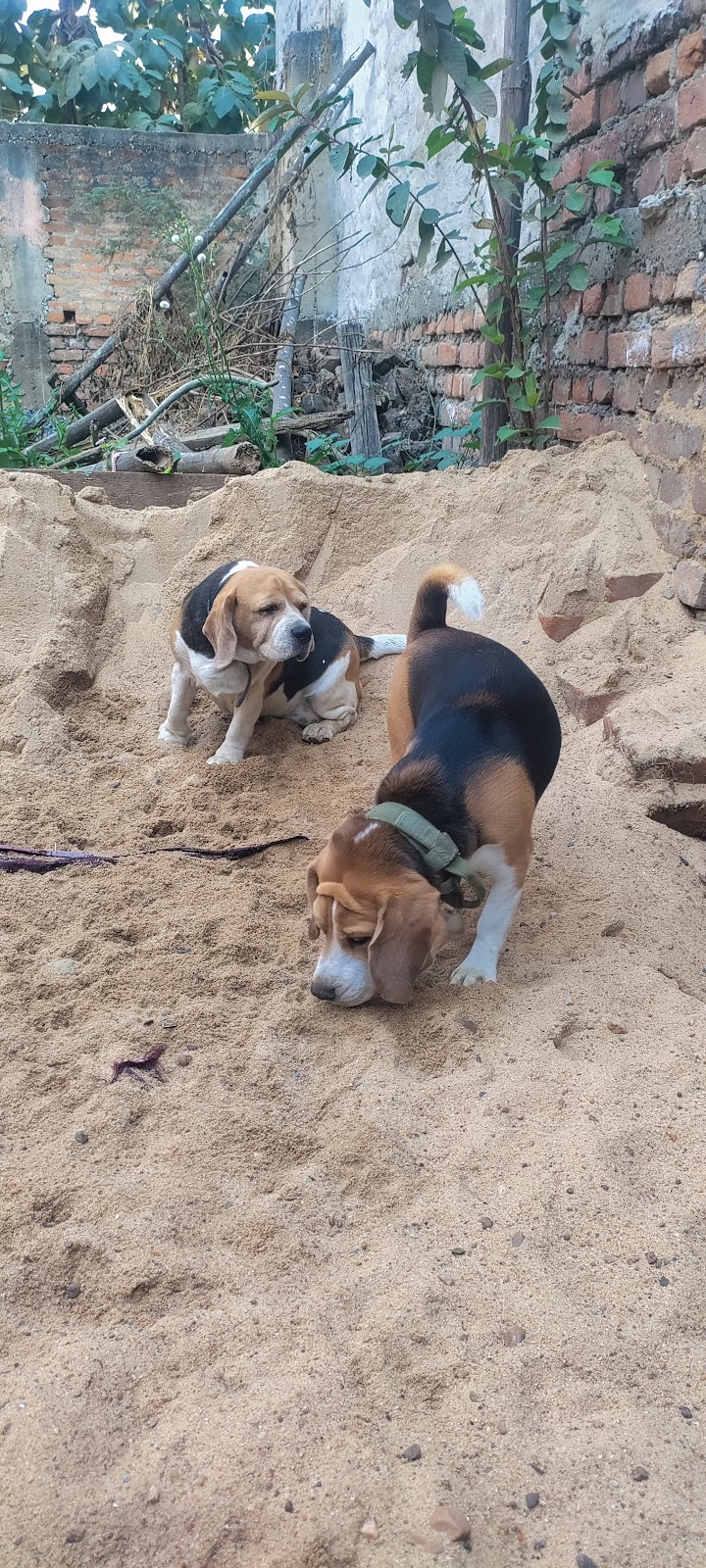 Oh! My Dog — Photo 3