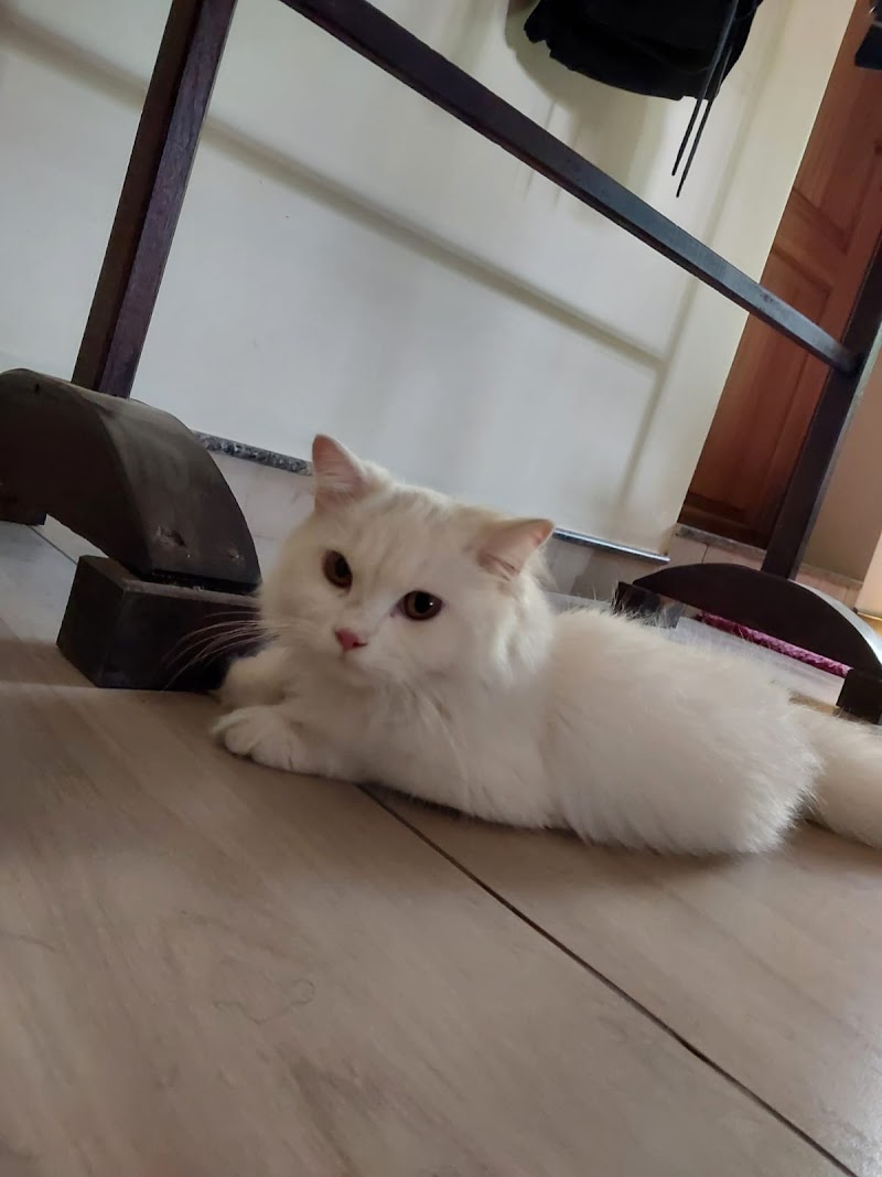 OldmanPetstayTCR Pet Boarding — Photo 2