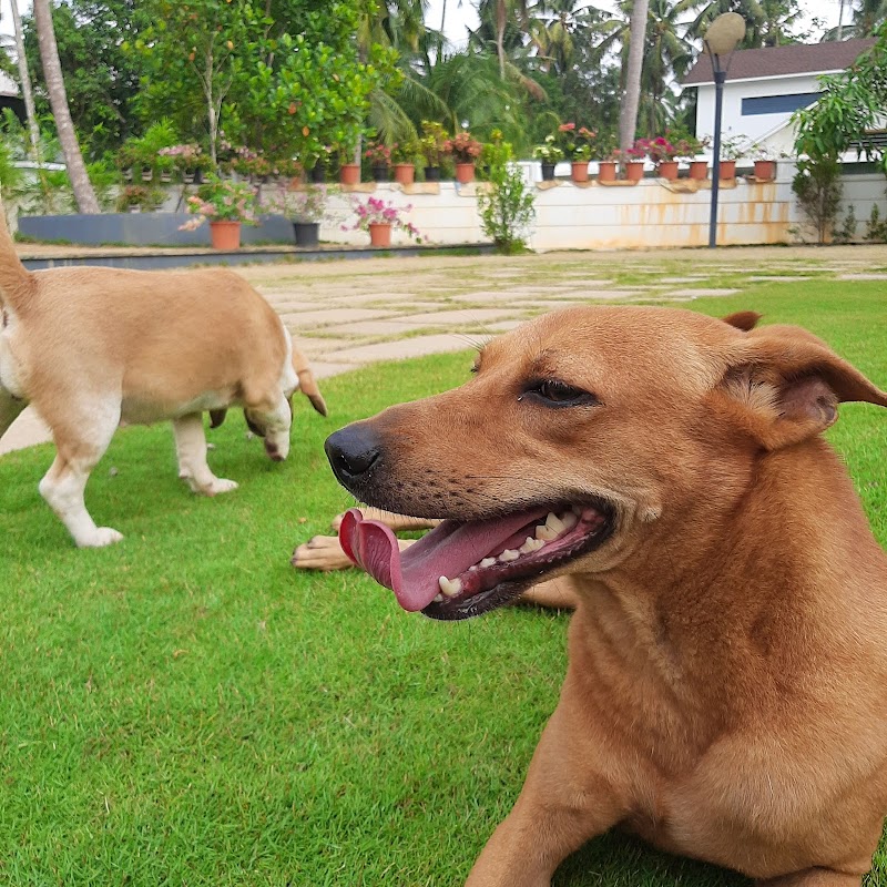 OldmanPetstayTCR Pet Boarding — Photo 3