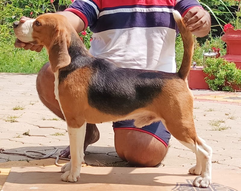 Orange kennel Nagpur — Photo 3