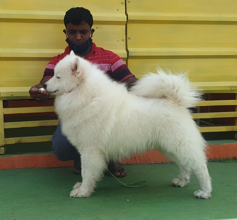 Orange kennel Nagpur — Photo 4
