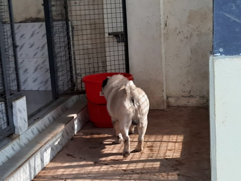 Oriana Pets Hostel — Photo 2