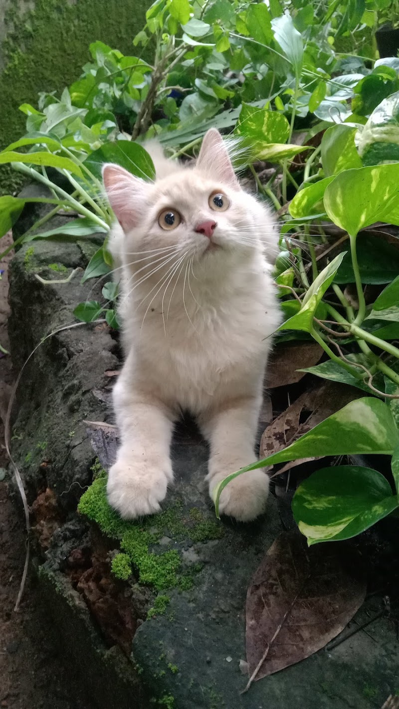 Oriana Pets Hostel — Photo 3