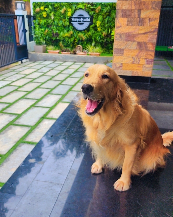 Oriana Pets Hostel — Photo 4