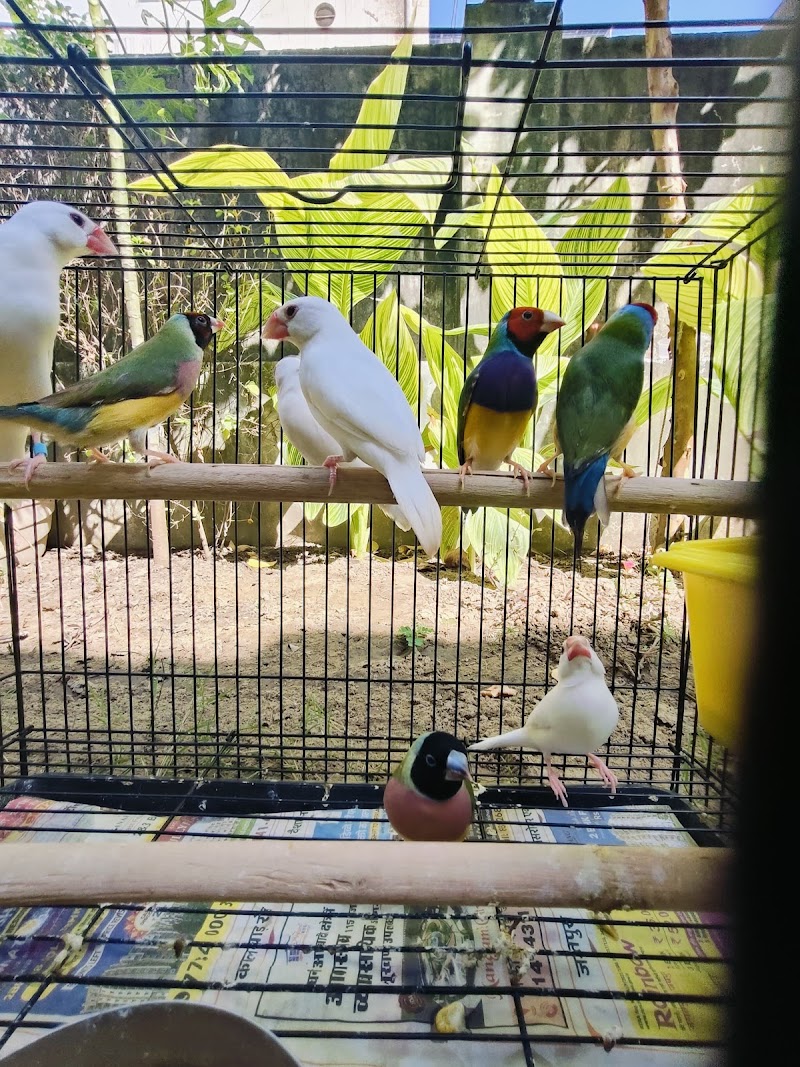 Pankh exotic pets birds — Photo 2