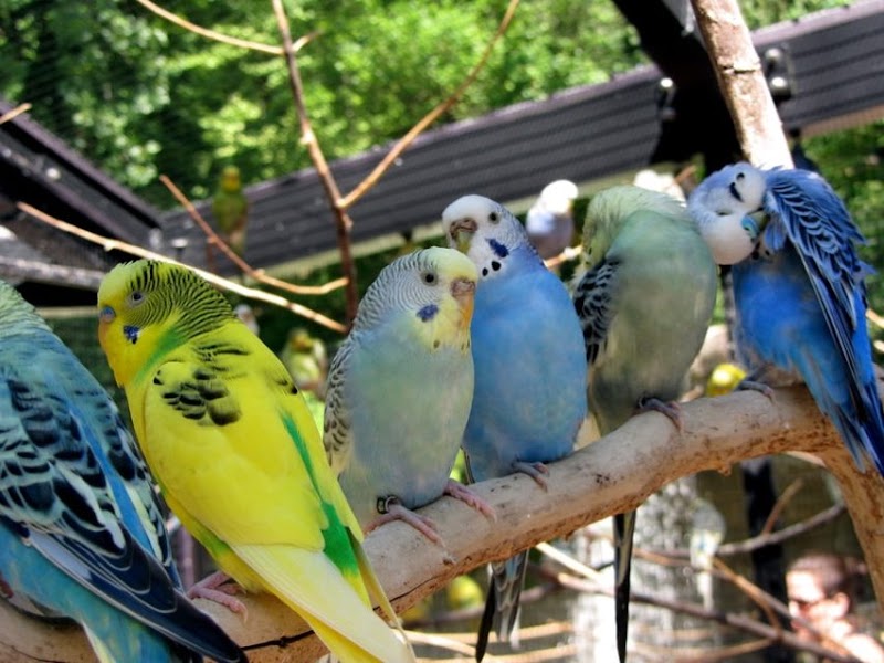 Pankh exotic pets birds — Photo 3