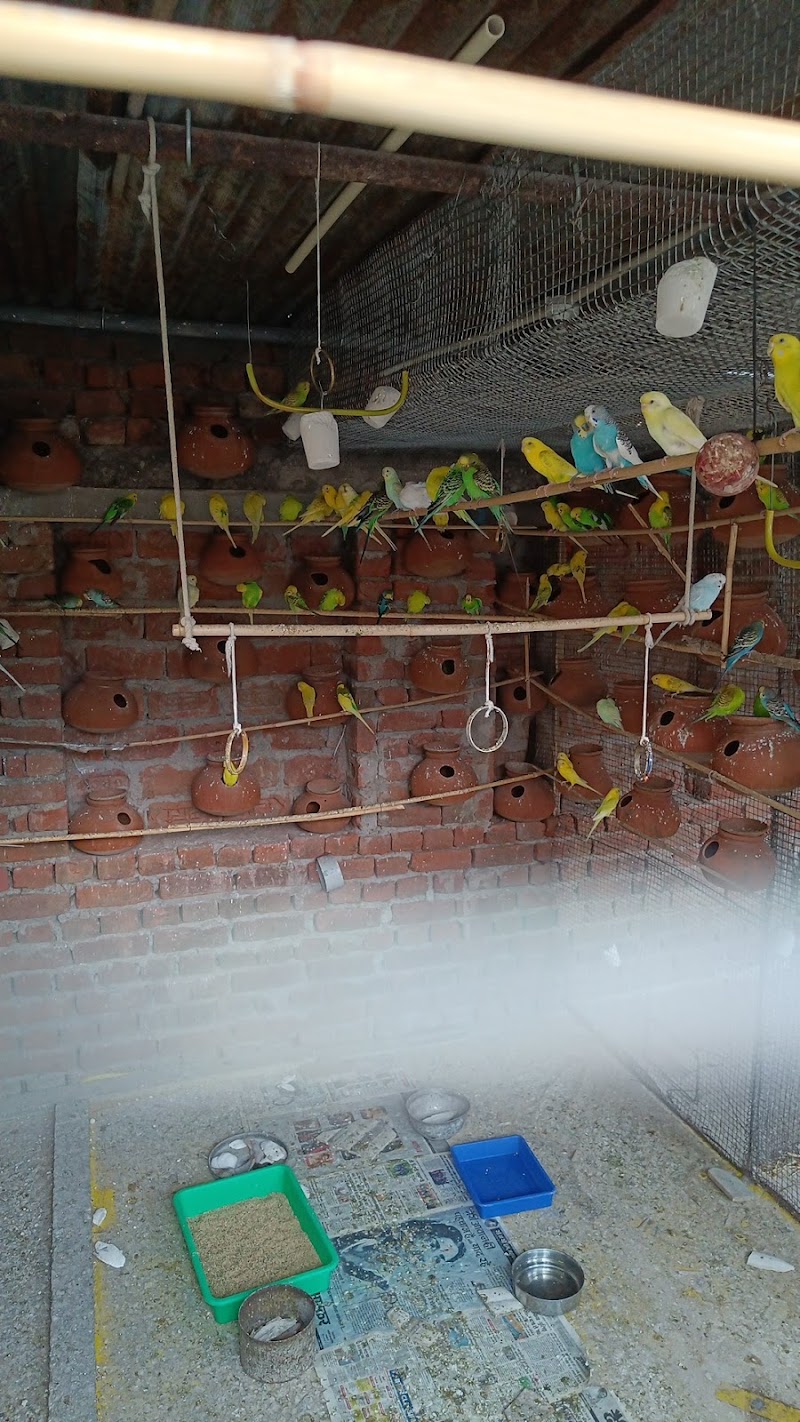 Pankh exotic pets birds — Photo 4