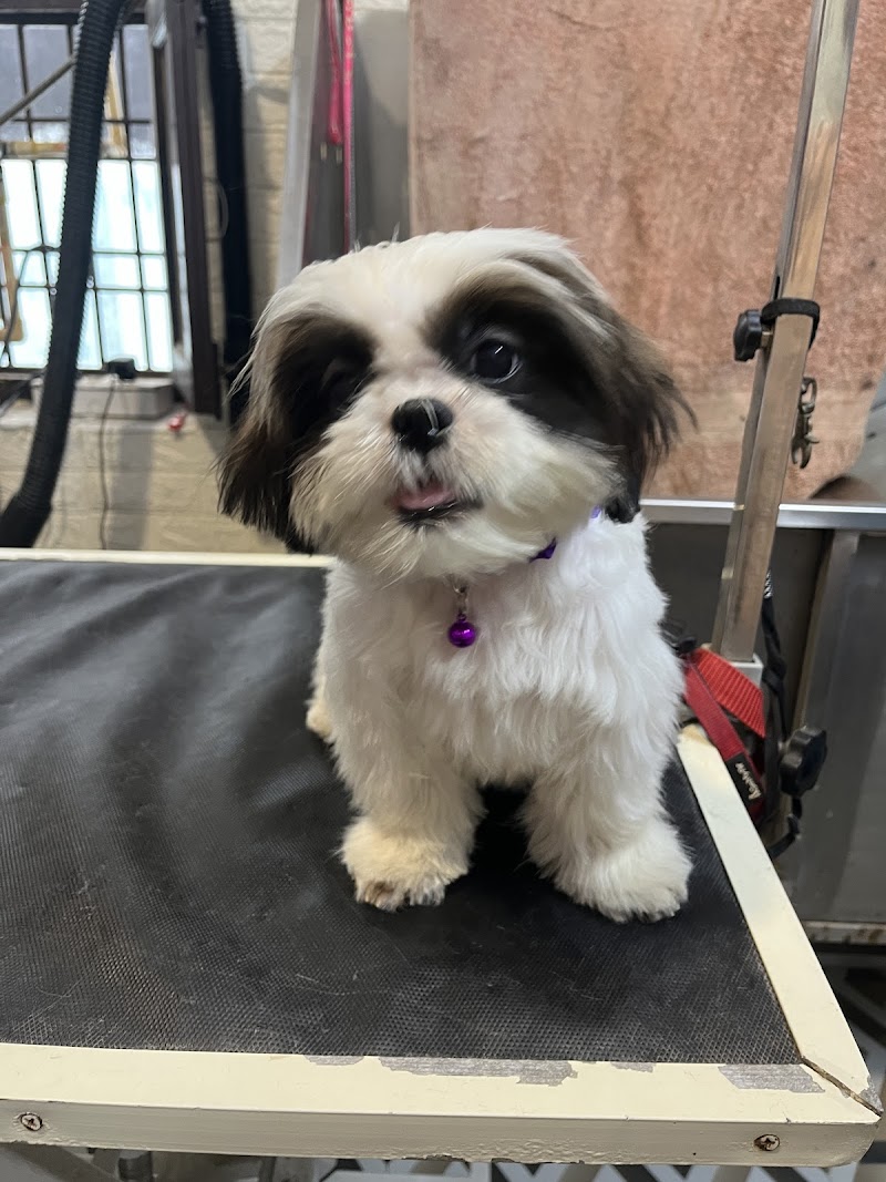 Pappy Paws - Pet Grooming and Boarding services in Noida — Photo 2