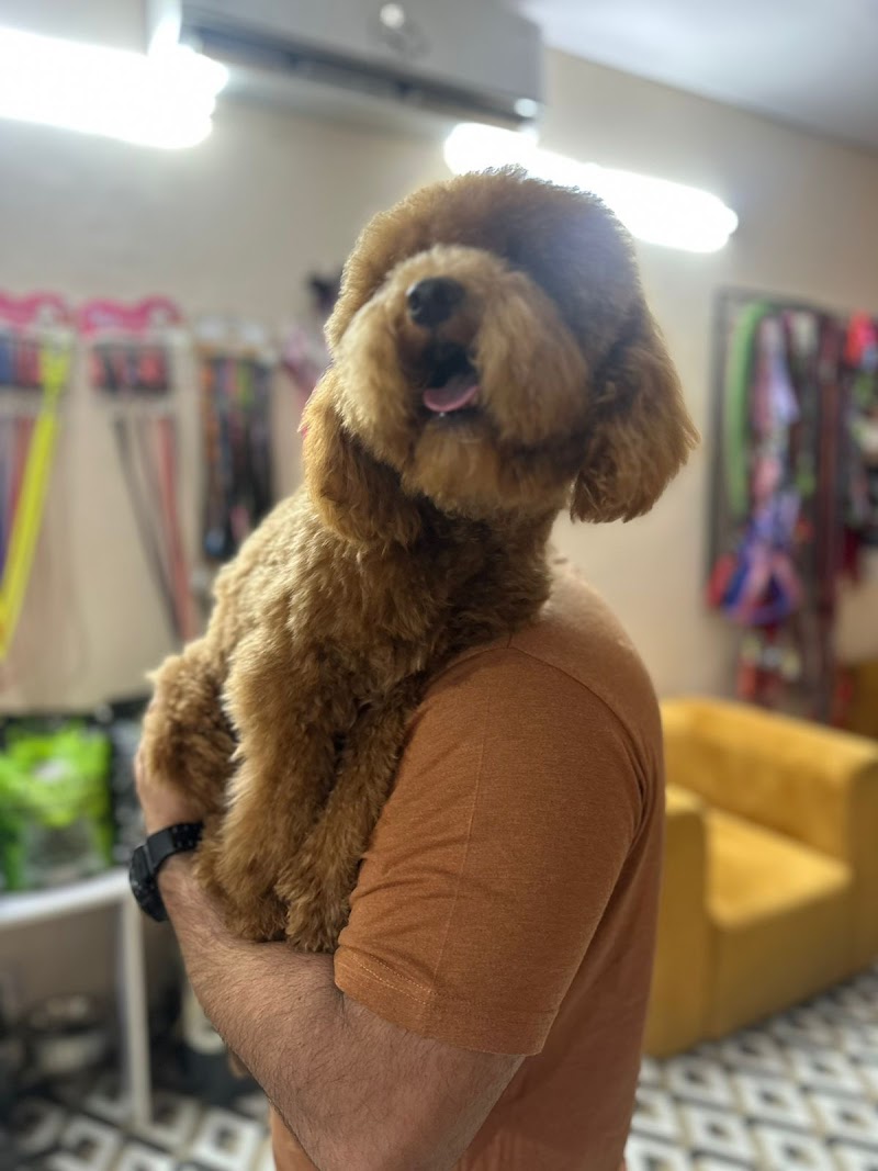 Pappy Paws - Pet Grooming and Boarding services in Noida — Photo 3
