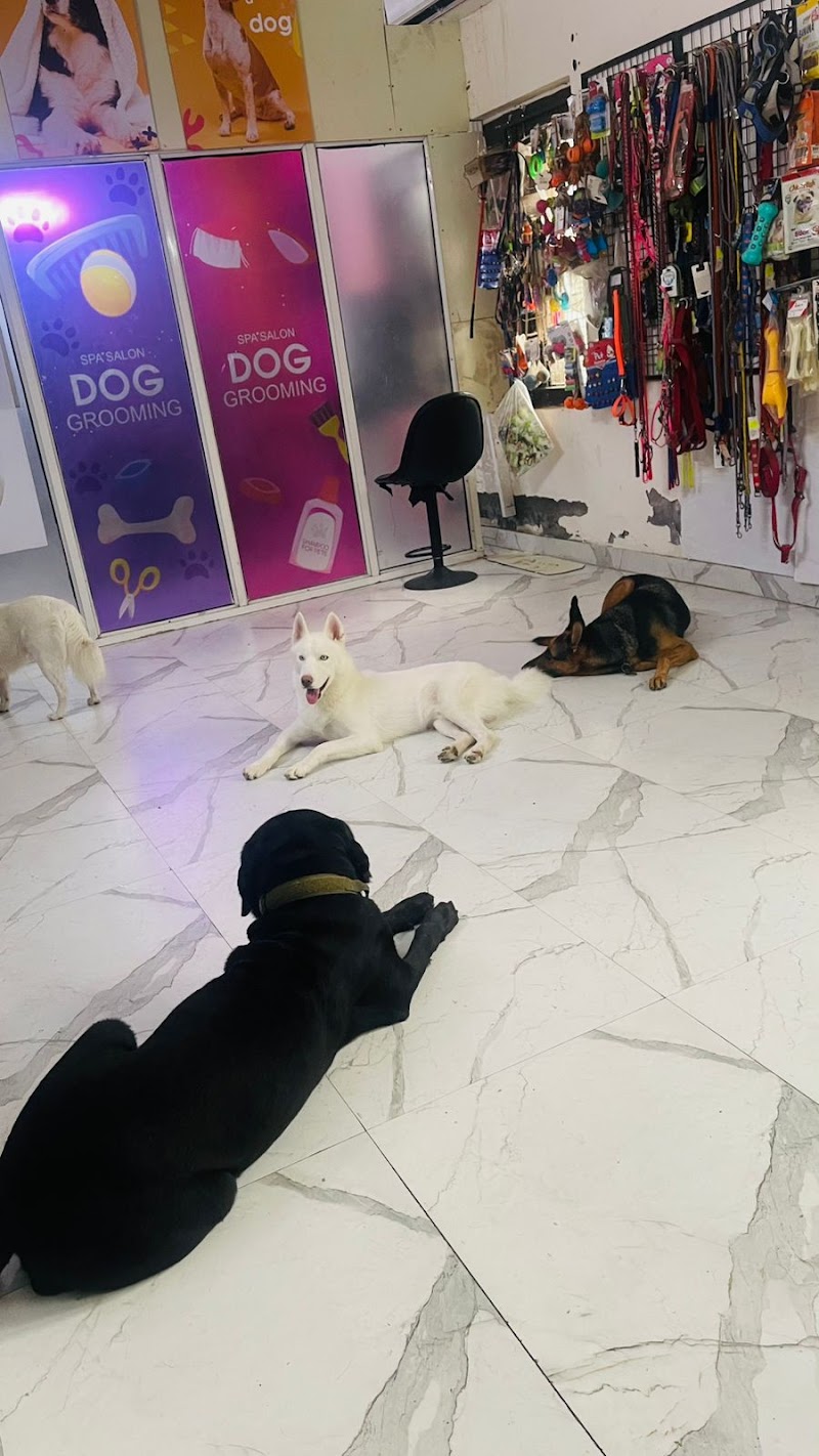 Pappy Paws - Pet Grooming and Boarding services in Noida — Photo 4