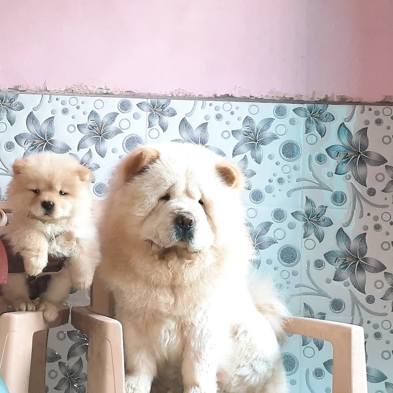 Parmar Dog Kennel — Photo 2