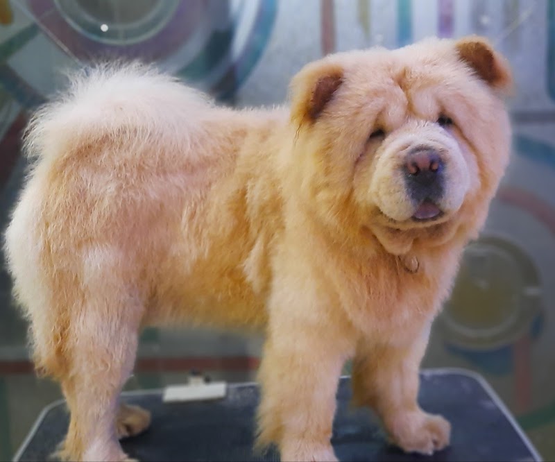 Parmar Dog Kennel — Photo 3